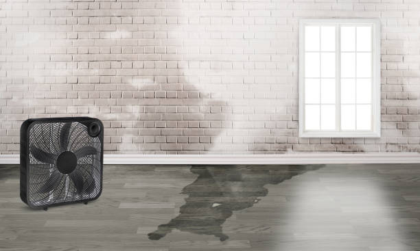 Best Basement water damage restoration  in New Smyrna Beach, FL