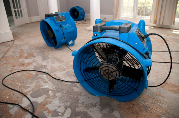 Best Mold removal after water damage  in New Smyrna Beach, FL